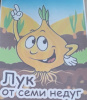 День лука